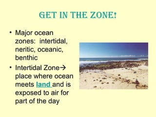 Get in the Zone!
• Major ocean
zones: intertidal,
neritic, oceanic,
benthic
• Intertidal Zone
place where ocean
meets land and is
exposed to air for
part of the day
 