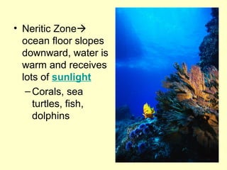 • Neritic Zone
ocean floor slopes
downward, water is
warm and receives
lots of sunlight
–Corals, sea
turtles, fish,
dolphins
 