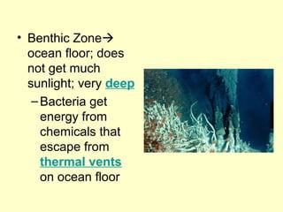 • Benthic Zone
ocean floor; does
not get much
sunlight; very deep
–Bacteria get
energy from
chemicals that
escape from
thermal vents
on ocean floor
 