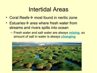 Intertidal Areas
• Coral Reefs most found in neritic zone
• Estuaries area where fresh water from
streams and rivers spills into ocean
– Fresh water and salt water are always mixing, so
amount of salt in water is always changing
 