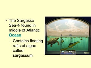 • The Sargasso
Sea found in
middle of Atlantic
Ocean
–Contains floating
rafts of algae
called
sargassum
 