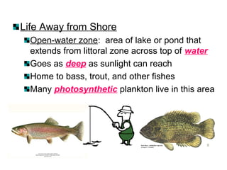 Life Away from Shore
Open-water zone: area of lake or pond that
extends from littoral zone across top of water
Goes as deep as sunlight can reach
Home to bass, trout, and other fishes
Many photosynthetic plankton live in this area
 