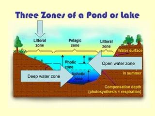 Three Zones of a Pond or Lake
Open water zone
Deep water zone
 
