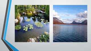 Fresh water ecosystems | PPTX