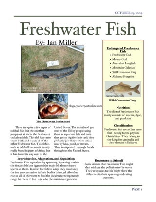 OCTOBER 29, 2009




          Freshwater Fish
                      By: Ian Miller
                                                                                   Endangered Freshwater
                                                                                             Fish
                                                                                     • Freshwater Cod
                                                                                      • Murray Cod
                                                                                      • Australian Lungﬁsh
                                                                                      • Mountain Galaxias
                                                                                      • Wild Common Carp
                                                                                      • Alabama Sturgeon




                                                                                   webecoist.com
                                                                                     Wild Common Carp

                                                   blogs.courierpostonline.com
                                                                                          Nutrition
                                                                                  The diet of Freshwater Fish
                                                                                 manly consists of worms, algae,
                                                                                         and plankton
                      The Northern Snakehead
                                                                                         Classiﬁcation
    There are quite a few types of     United States. The snakehead got
oddball ﬁsh but the one that           over to the U.S by people using           Freshwater ﬁsh are a class name
jumps out at me is the freshwater      them as aquarium ﬁsh and once               that belong to the phylum
snakehead ﬁsh. This ﬁsh has razor      they got to big for their tank they         Osteichtyes. They belong to
sharp teeth and it eats all of the     probably just threw them into a             the kingdom Animalia and
other freshwater ﬁsh. This ﬁsh is      near by lake, pond, or stream.               their domain is Eukarya.
such an oddball because it is only     Then transported through ﬂoods
really found in parts of africa, but   throughout the United States.
it has found its way over to the
       Reproduction, Adaptation, and Regulation
                                                                         Responses to Stimuli
Freshwater Fish reproduce by spawning. Spawning is when
                                                                 Some stimuli that Freshwater Fish might
the female ﬁsh lays eggs and the male ﬁsh then releases
                                                                 deal with are the pollution to the water.
sperm on them. In order for ﬁsh to adapt they must keep
                                                                  Their responses to this might show the
the ion concentration in their bodies balanced. Also they
                                                                  diﬀerence in their spawning and eating
rise in fall in the water to ﬁnd the ideal water temperature
                                                                                 patterns.
range for them to live in is who the maintain regulation.


  
                                                                                                      PAGE 1
 