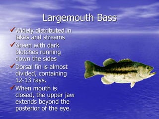 Largemouth Bass
Widely distributed in
lakes and streams
Green with dark
blotches running
down the sides
Dorsal fin is almost
divided, containing
12-13 rays.
When mouth is
closed, the upper jaw
extends beyond the
posterior of the eye.
 