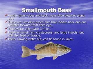 Smallmouth Bass
 Golden green sides and back, wavy olive blotches along
side
 There are five olive-green bars that radiate back and one
radiates forward from each eye.
 Trophy size only reach 3-4 lbs.
 Feeds on small fish, crustaceans, and large insects, but
will also feed on forage.
 Prefer flowing water but, can be found in lakes.
 