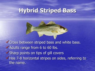Hybrid Striped Bass
Cross between striped bass and white bass.
Adults range from 6 to 60 lbs.
Sharp points on tips of gill covers
Has 7-8 horizontal stripes on sides, referring to
the name.
 