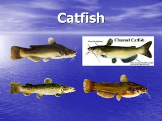 Catfish
 