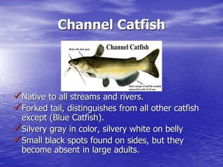 Channel Catfish
Native to all streams and rivers.
Forked tail, distinguishes from all other catfish
except (Blue Catfish).
Silvery gray in color, silvery white on belly
Small black spots found on sides, but they
become absent in large adults.
 