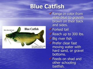 Blue Catfish
Range in color from
slate-blue to grayish
brown on their back
and sides.
Forked tail
Reach up to 300 lbs.
Big river fish
Prefer clear fast
moving water with
hard sand, or gravel
bottoms.
Feeds on shad and
other schooling
baitfish.
 