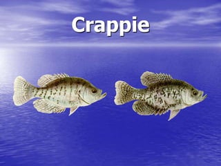 Crappie
 