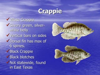 Crappie
White Crappie
Silvery green, silver-
white belly
Vertical bars on sides
Dorsal fin has max of
6 spines.
Black Crappie
Black blotches
Not statewide, found
in East Texas
 