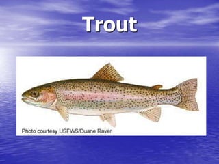Trout
 