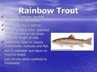 Rainbow Trout
 Cold-water species, stocked
annually in Texas waters.
 Body shape like a salmon.
 Dark Olive back color, speckled
sides, has pink to red stripe
along the length of side.
 Carnivores, feed on insects
crustaceans, mollusks and fish.
 Live in saltwater but return to
rivers to breed.
 Can survive when confined to
freshwater.
 