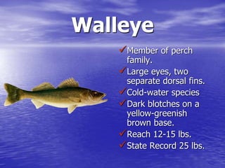 Walleye
Member of perch
family.
Large eyes, two
separate dorsal fins.
Cold-water species
Dark blotches on a
yellow-greenish
brown base.
Reach 12-15 lbs.
State Record 25 lbs.
 