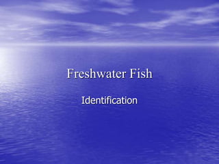 Freshwater Fish
Identification
 