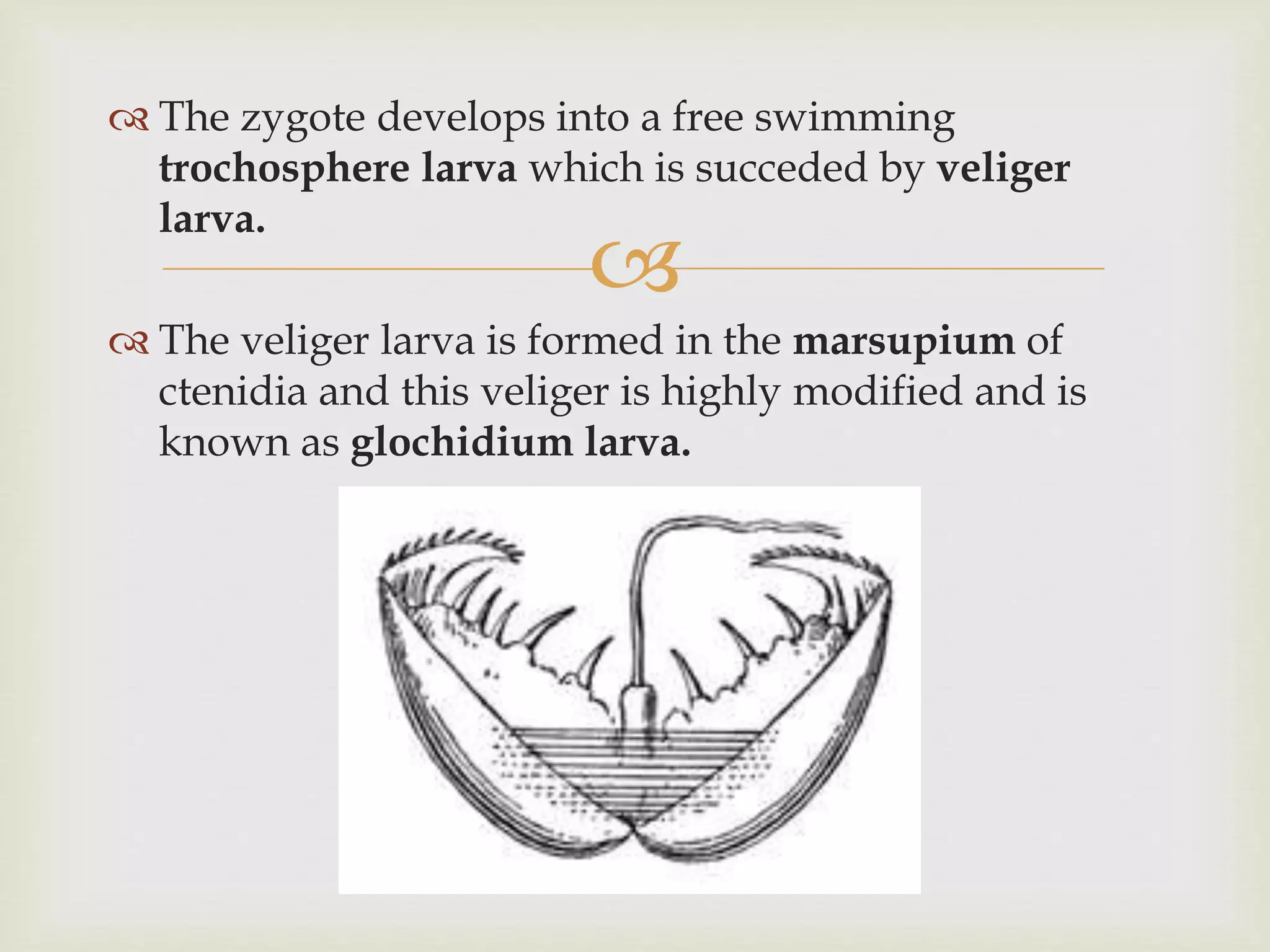 
 The zygote develops into a free swimming
trochosphere larva which is succeded by veliger
larva.
 The veliger larva is formed in the marsupium of
ctenidia and this veliger is highly modified and is
known as glochidium larva.
 