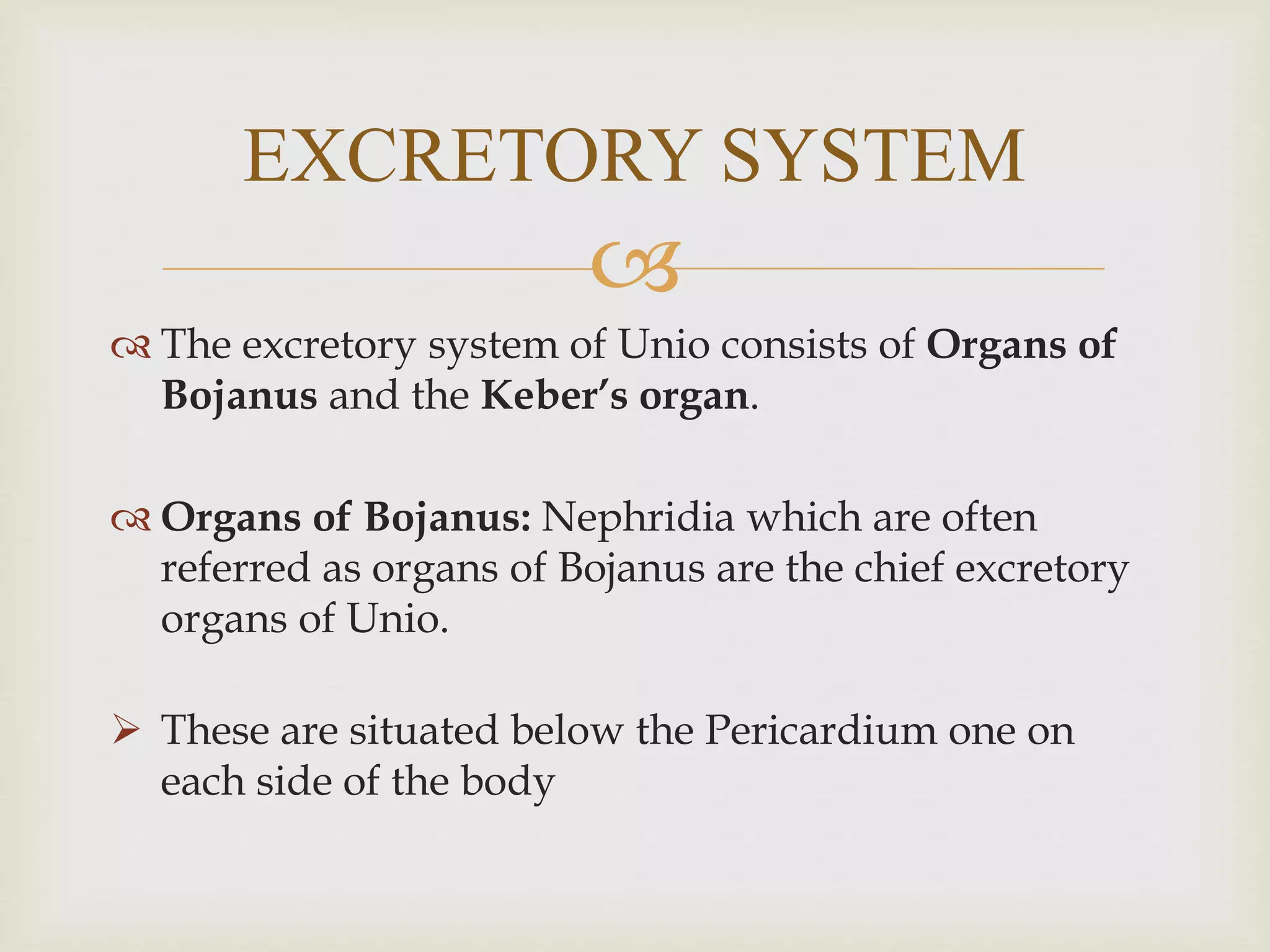 
 The excretory system of Unio consists of Organs of
Bojanus and the Keber’s organ.
 Organs of Bojanus: Nephridia which are often
referred as organs of Bojanus are the chief excretory
organs of Unio.
 These are situated below the Pericardium one on
each side of the body
EXCRETORY SYSTEM
 