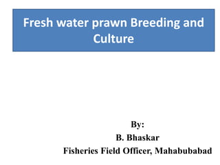 Fresh water prawn Breeding and
Culture
By:
B. Bhaskar
Fisheries Field Officer, Mahabubabad
 