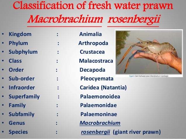 Fresh Water Prawn Culture