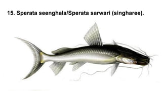 Freshwater species of Fishes in Pakistan.pdf