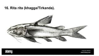 Tirkanda Fish Freshwater species of Fishes in Pakistan.pdf