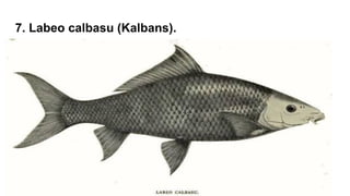 Freshwater species of Fishes in Pakistan.pdf