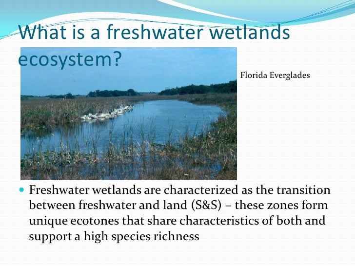 Freshwater Wetlands