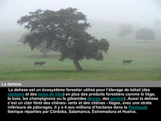 La dehese
    La dehese est un écosystème forestier utilisé pour l’élevage de bétail (des
   cochons et des toros de lidia) en plus des produits forestiers comme le liège,
   le bois, les champignons ou le gibier(des lièvres, des perdrix) .Aussi la dehese
   c’est un clair fôret des chênes- verts et des chênes - lièges, avec une strate
   inférieure de pâturages. Il y a 4 aux millions d’hectares dans la Peninsule
   Ibérique réparties par Córdoba, Salamanca, Extremadura et Huelva.
 