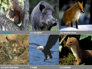 L’écureuil         Le sanglier   Le renard roux




Le lynx ibérique   L’aigle       La balette
 