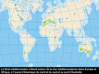 La fôret méditerranéen s’étend autour de la mer méditerranéenne dans Europe et
Afrique, à l’ouest d’Amerique du nord et du sud et au sud d’Australie
 
