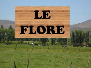 LE
FLORE
 