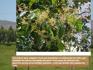 FEUILLE CORIACÉ
Les arbres sont adaptés à la haute insolation et sècheresse de l’été , par
exemple les arbres xérophile qui peut vivre dans de milieux trés
pauvres en eau et les feuilles coriacés , c’est une feuille dur comme du
cuir.
 
