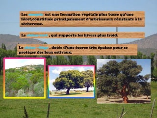 Les maquis est une formation végétale plus basse qu’une
 fôret,constituée principalement d’arbrisseaux résistants à la
 sècheresse.

 Le chêne-vert , qui supporte les hivers plus froid.


Le chêne –liège , dotée d’une écorce très épaisse pour se
protéger des feux estivaux.
 