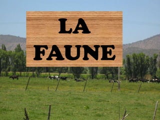 LA
FAUNE
 