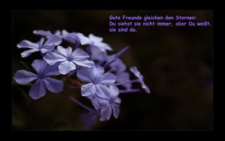 Gute Freunde gleichen den Sternen:  Du siehst sie nicht immer, aber Du weißt, sie sind da. 