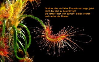 Schicke dies an Deine Freunde und sage jetzt nicht,Du bist zu beschäftigt! Du kennst doch den Spruch: Bleibe stehen und rieche die Blumen. 