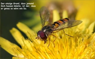 Der einzige Grund, dass jemand Dich hassen könnte, ist der, dass er genau so wäre wie Du. 