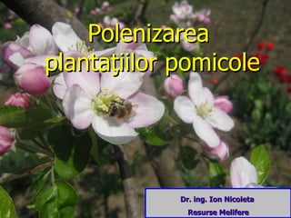 Polenizarea  planta ţiilor pomicole Dr. ing. Ion Nicoleta  Resurse Melifere 