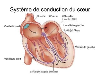 Système de conduction du cœur

Oreillette droite       L'oreillette gauche




                                  Ventricule gauche



Ventricule droit
 