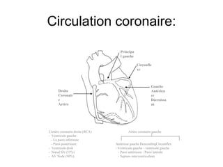 Circulation coronaire:

                                     Principa
                                     l gauche

                                                Circonfle
                                                xe



                                                          Gauche
      Droite                                              Antérieu
      Coronair                                            re
      e                                                   Décroissa
      Artère                                              nt




L'artère coronaire droite (RCA)           Artère coronaire gauche
- Ventricule gauche
  - La paroi inférieure
  - Paroi postérieure             Antérieur gauche DescendingCircumflex
- Ventricule droit                - Ventricule gauche - ventricule gauche
- Nœud SA (55%)                     - Paroi antérieure - Paroi latérale
- AV Node (90%)                     - Septum interventriculaire
 