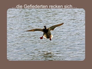 … die Gefiederten recken sich… 
