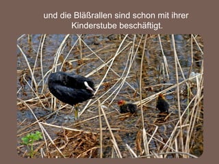 und die Bläßrallen sind schon mit ihrer  Kinderstube beschäftigt. 