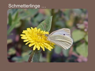 Schmetterlinge … 