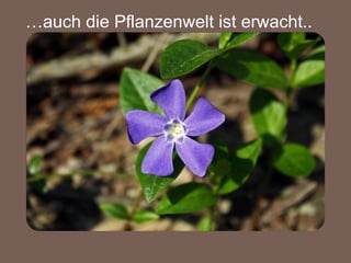 … auch die Pflanzenwelt ist erwacht.. 