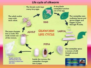 Life cycle of silkworm
 
