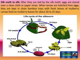 Silk moth to silk: After they are laid by the silk moth; eggs are stored
over a clean cloth or paper strips. When larvae are hatched from eggs,
they are kept in clean bamboo trays with fresh leaves of mulberry.
Larvae feed on mulberry leaves for about 20 to 25 days.
 
