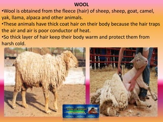 WOOL
•Wool is obtained from the fleece (hair) of sheep, sheep, goat, camel,
yak, llama, alpaca and other animals.
•These animals have thick coat hair on their body because the hair traps
the air and air is poor conductor of heat.
•So thick layer of hair keep their body warm and protect them from
harsh cold.
 