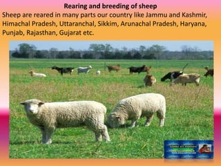 Rearing and breeding of sheep
Sheep are reared in many parts our country like Jammu and Kashmir,
Himachal Pradesh, Uttaranchal, Sikkim, Arunachal Pradesh, Haryana,
Punjab, Rajasthan, Gujarat etc.
 